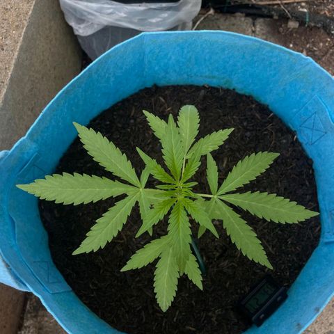 Erik Vanilla Gelato #1  growlog timeline photo