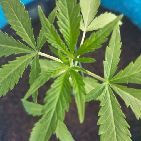 Erik Vanilla Gelato #1  growlog timeline photo