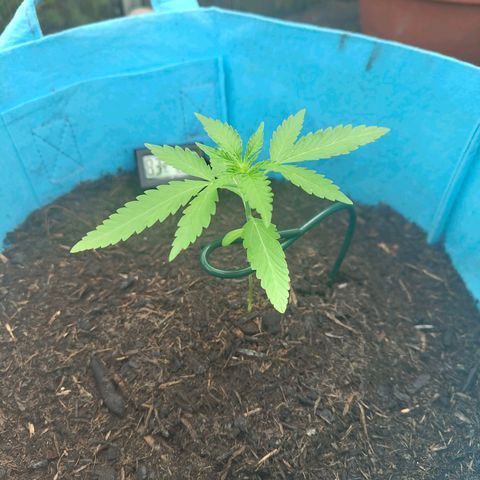 Erik Vanilla Gelato #1  growlog timeline photo