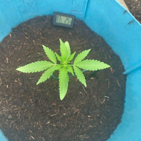 Erik Vanilla Gelato #1  growlog timeline photo