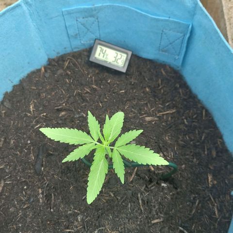 Erik Vanilla Gelato #1  growlog timeline photo