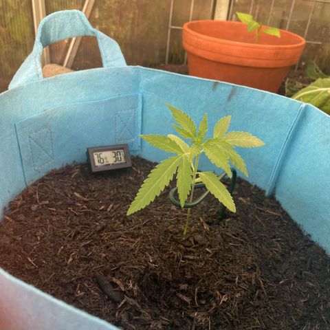 Erik Vanilla Gelato #1  growlog timeline photo
