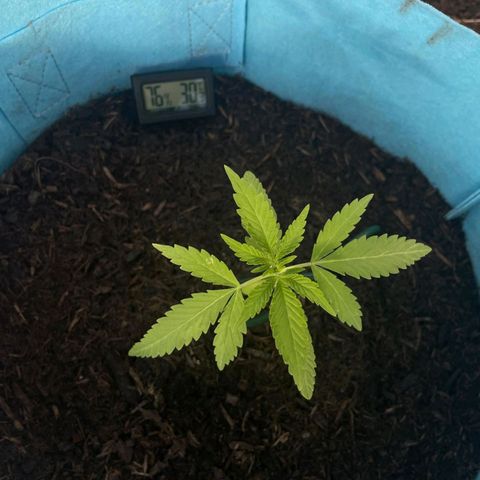 Erik Vanilla Gelato #1  growlog timeline photo