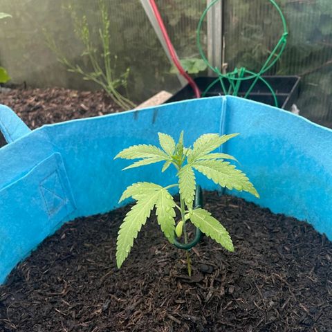 Erik Vanilla Gelato #1  growlog timeline photo