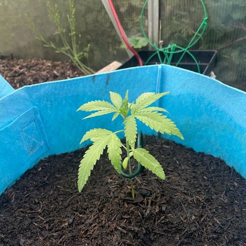 Erik Vanilla Gelato #1  growlog timeline photo