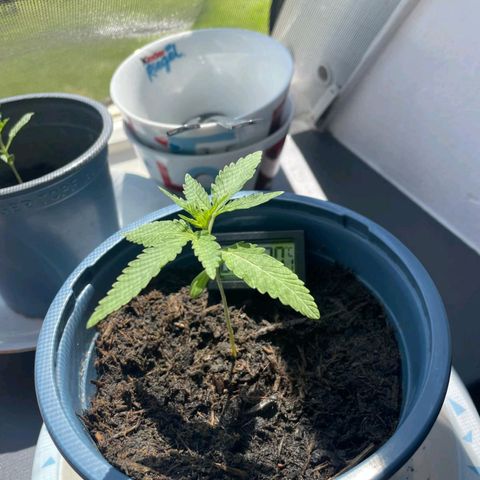 Erik Vanilla Gelato #1  growlog photo: Umgetopft 