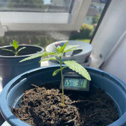 Erik Vanilla Gelato #1  growlog photo: Umgetopft 