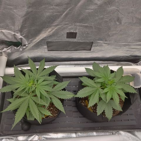 Skywalker haze  growlog timeline photo