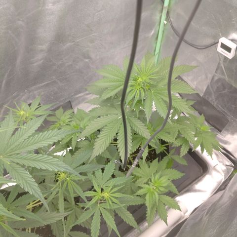 Skywalker haze  growlog timeline photo