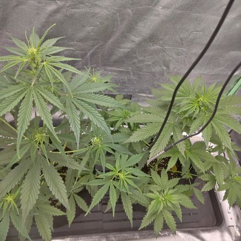 Skywalker haze  growlog timeline photo