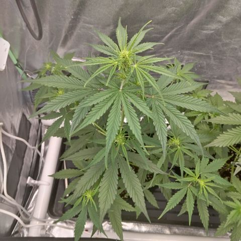 Skywalker haze  growlog timeline photo