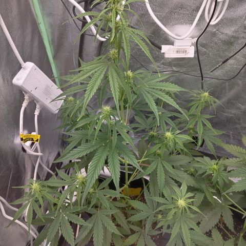 Skywalker haze  growlog timeline photo