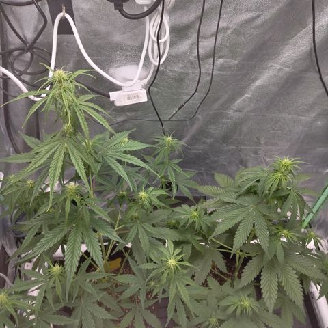 Skywalker haze  growlog timeline photo