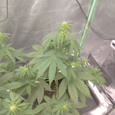 Skywalker haze  growlog timeline photo
