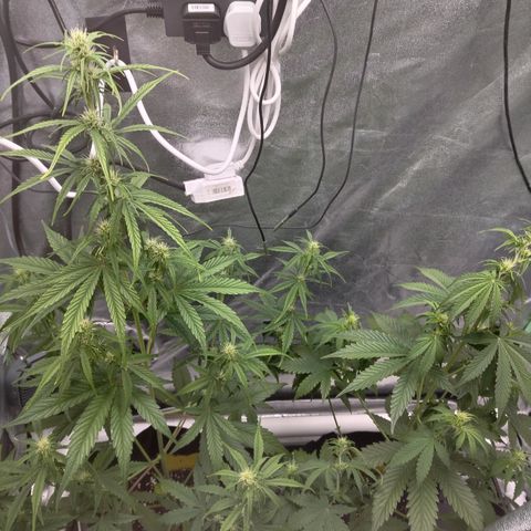 Skywalker haze  growlog timeline photo