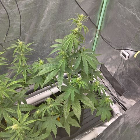 Skywalker haze  growlog timeline photo
