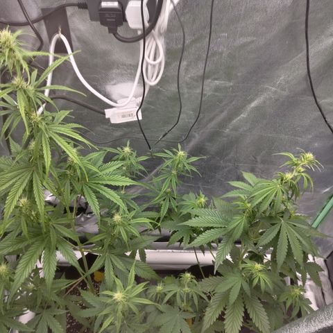 Skywalker haze  growlog timeline photo