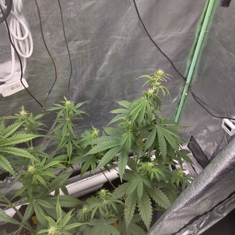Skywalker haze  growlog timeline photo