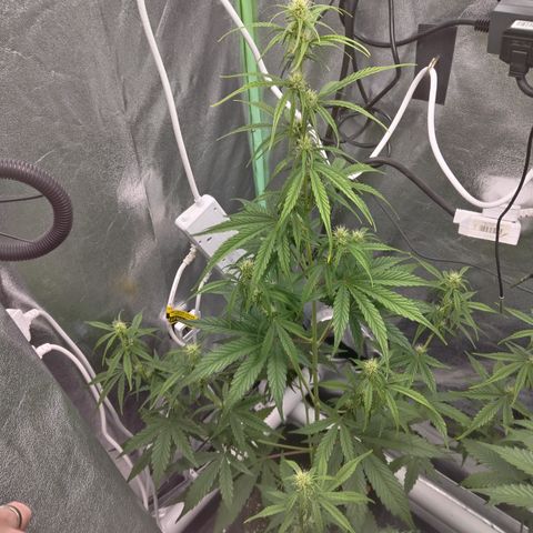 Skywalker haze  growlog timeline photo