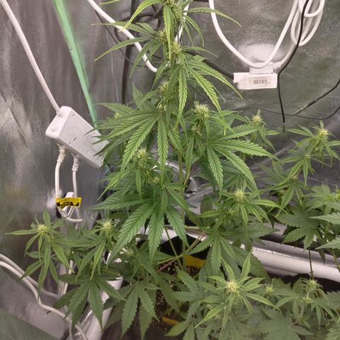Skywalker haze  growlog timeline photo
