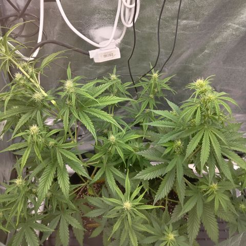 Skywalker haze  growlog photo: Had to super crop the left plant as it was too close to the light.
Canopy is more even now. 