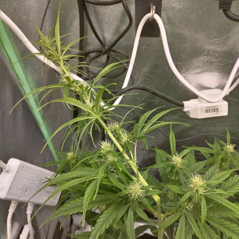 Skywalker haze  growlog photo: Had to super crop the left plant as it was too close to the light.
Canopy is more even now. 