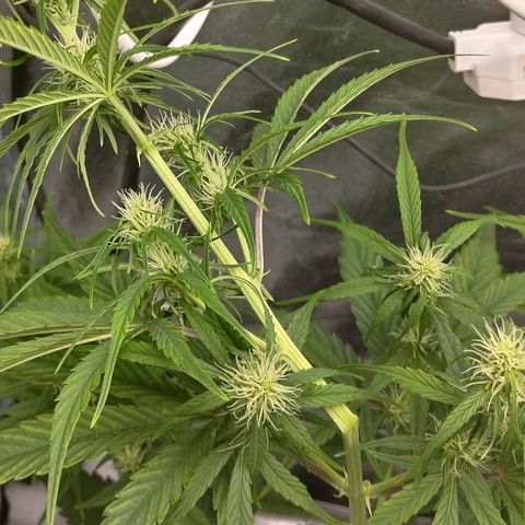 Skywalker haze  growlog timeline photo