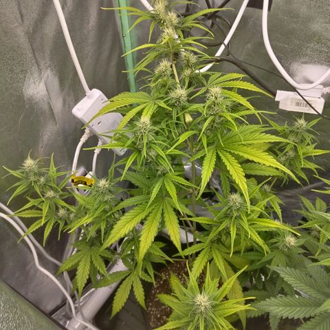 Skywalker haze  growlog timeline photo