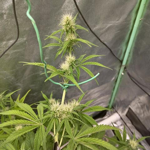 Skywalker haze  growlog timeline photo