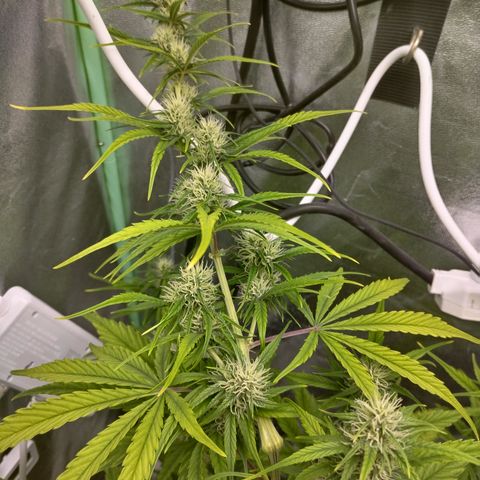 Skywalker haze  growlog timeline photo