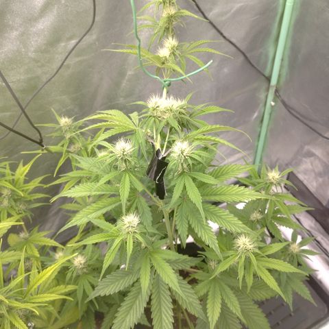 Skywalker haze  growlog timeline photo