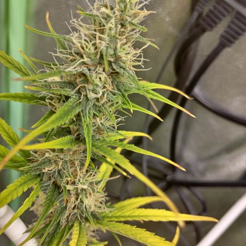 Skywalker haze  growlog timeline photo