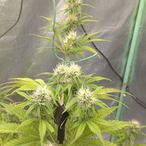 Skywalker haze  growlog timeline photo