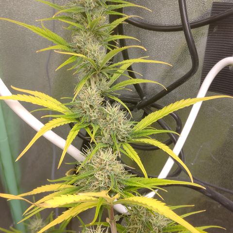 Skywalker haze  growlog timeline photo