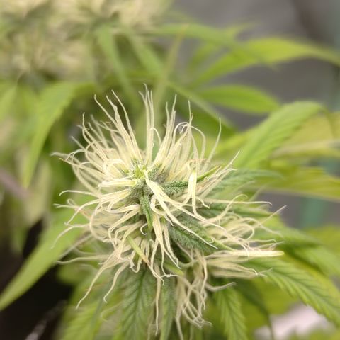 Skywalker haze  growlog timeline photo