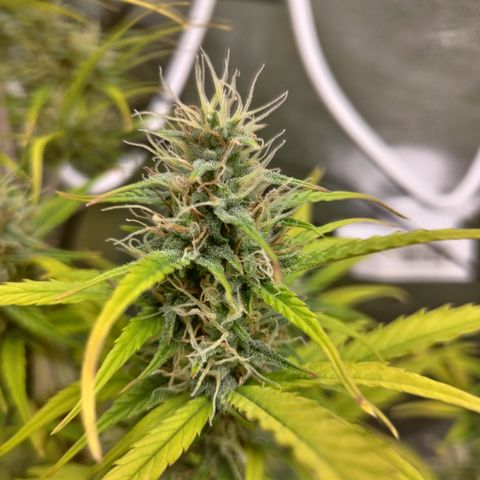 Skywalker haze  growlog timeline photo