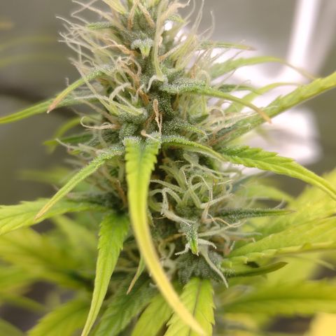 Skywalker haze  growlog timeline photo