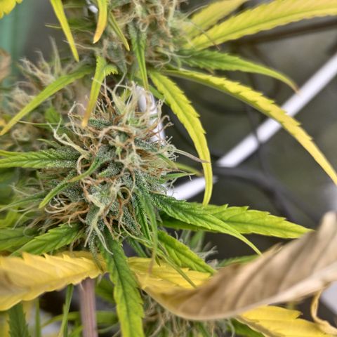 Skywalker haze  growlog timeline photo