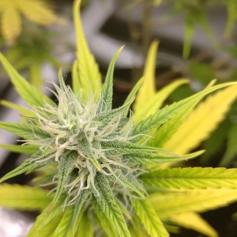 Skywalker haze  growlog timeline photo