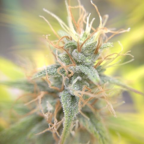 Skywalker haze  growlog photo: Left plant looks about a week behind. Pistols starting to turn amber. Right plant well on it's. 