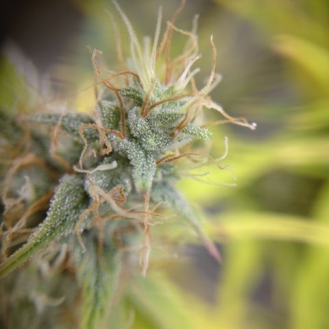 Skywalker haze  growlog photo: Left plant looks about a week behind. Pistols starting to turn amber. Right plant well on it's. 