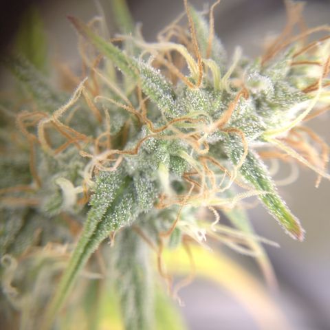 Skywalker haze  growlog photo: Left plant looks about a week behind. Pistols starting to turn amber. Right plant well on it's. 