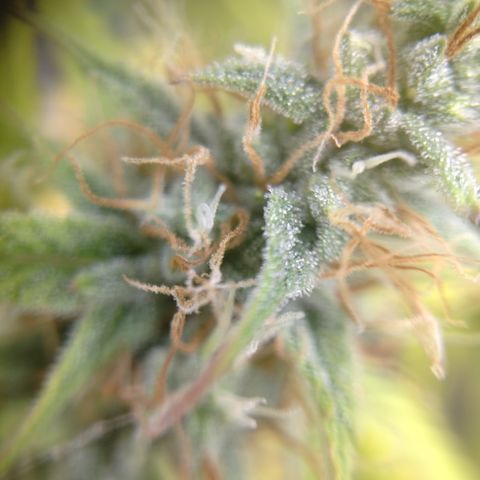 Skywalker haze  growlog photo: Left plant looks about a week behind. Pistols starting to turn amber. Right plant well on it's. 