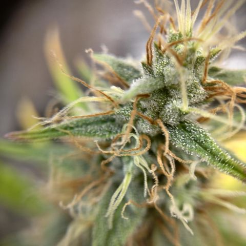 Skywalker haze  growlog photo: Left plant looks about a week behind. Pistols starting to turn amber. Right plant well on it's. 