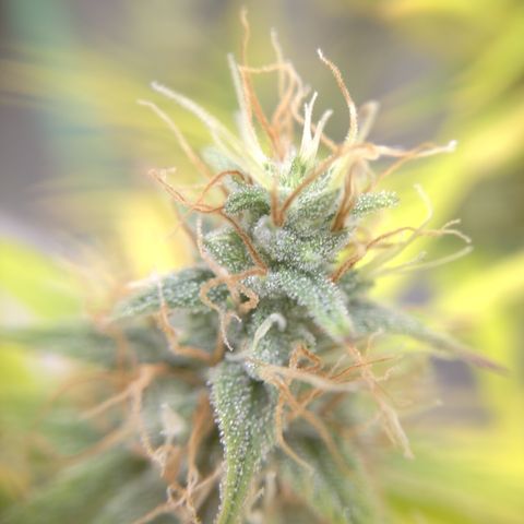 Skywalker haze  growlog photo: Left plant looks about a week behind. Pistols starting to turn amber. Right plant well on it's. 