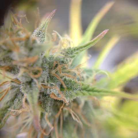 Skywalker haze  growlog photo: Left plant looks about a week behind. Pistols starting to turn amber. Right plant well on it's. 