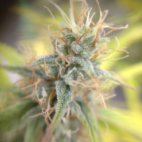 Skywalker haze  growlog photo: Left plant looks about a week behind. Pistols starting to turn amber. Right plant well on it's. 