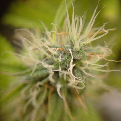 Skywalker haze  growlog photo: Left plant looks about a week behind. Pistols starting to turn amber. Right plant well on it's. 