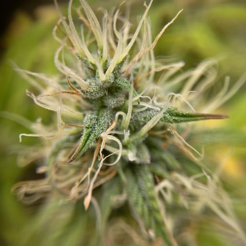 Skywalker haze  growlog photo: Left plant looks about a week behind. Pistols starting to turn amber. Right plant well on it's. 