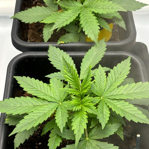 Forbidden Runtz growlog timeline photo